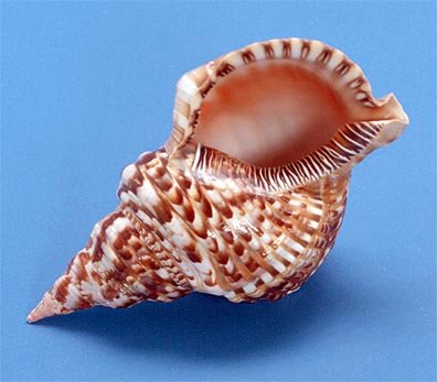 Triton Decorative Shell