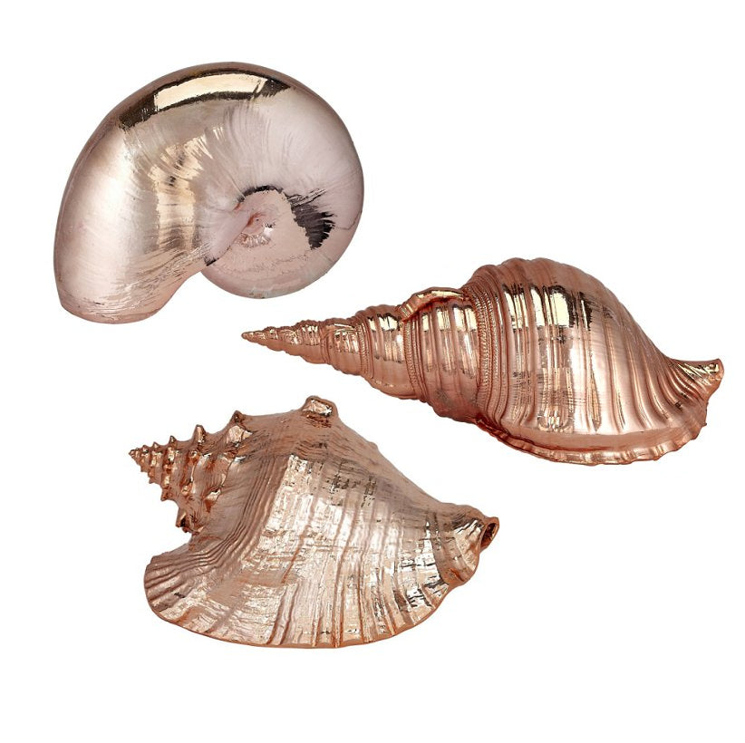 Gilded Glam Large Seashell Sets - Copper - Nautical Luxuries
