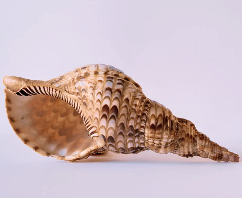 Large Triton Shell - Nautical Luxuries