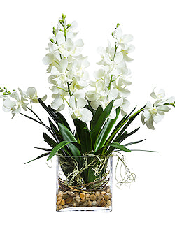 White Vanda Orchids Tropical Yacht Silks Arrangement - Nautical Luxuries