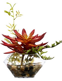 Delicate Echeveria Succulent Yacht Silks Arrangement - Nautical Luxuries