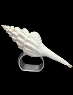 Delicate Natural Spindle Shell Napkin Ring Set - Nautical Luxuries