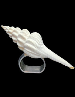 Delicate Natural Spindle Shell Napkin Ring Set | Nautical Luxuries