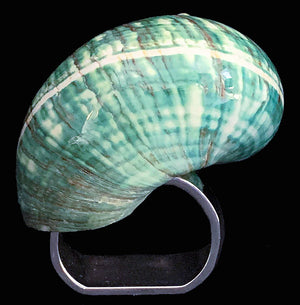 Natural Jade Turbo Shell Luxury Napkin Ring Set - Nautical Luxuries