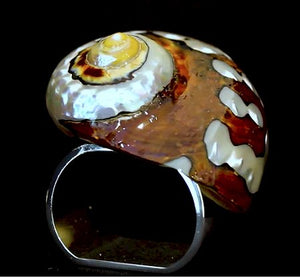 Natural Turbo Sarmaticus Shell Luxury Napkin Ring Set - Nautical Luxuries