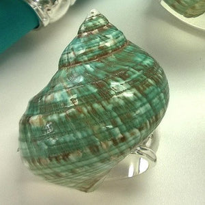 Jade Turbo Shell Napkin Ring Set - Nautical Luxuries