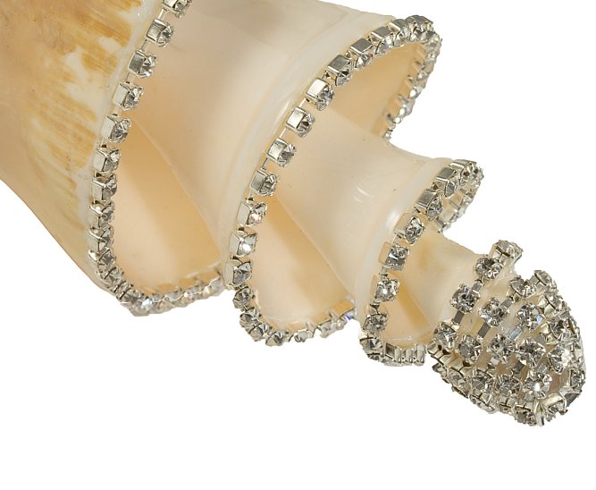 Neptune's Jewels Crystal Shell Collection Lambis Truncate Spiral - Nautical Luxuries