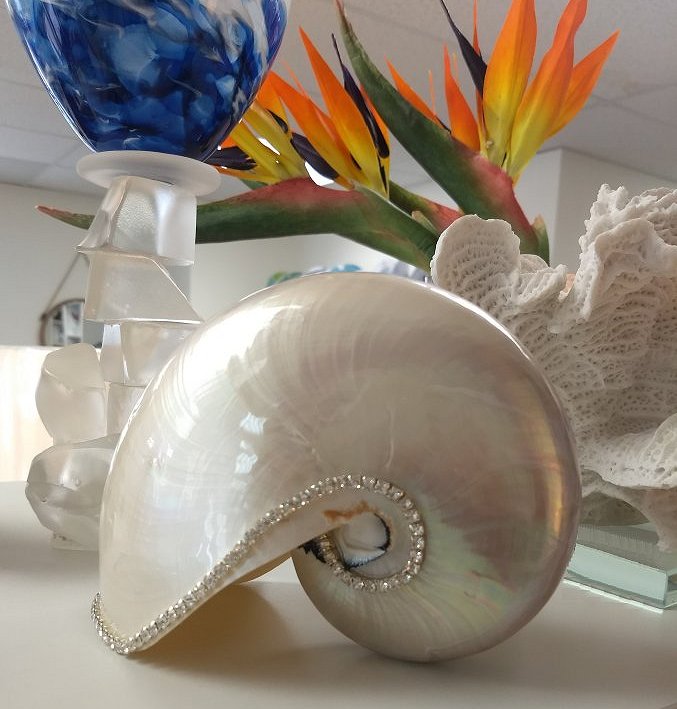 Neptune's Jewels Crystal Shell Collection Pearl Nautilus - Nautical Luxuries