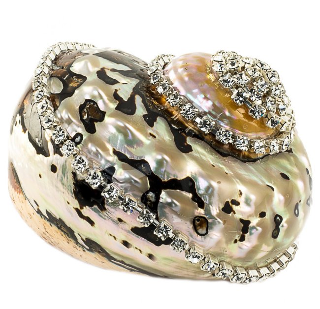 Neptune's Jewels Crystal Shell Collection Turbo Sarmaticus - Nautical Luxuries