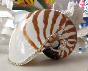 Neptune's Jewels Crystal Shell Collection Tiger Nautilus - Nautical Luxuries
