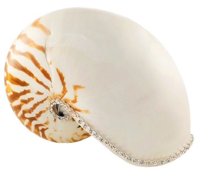 Neptune's Jewels Crystal Shell Collection Tiger Nautilus - Nautical Luxuries