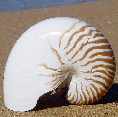 Giant Nautilus Shell 495x499 Giant Tiger Nautilus Shell | Nautical Luxuries