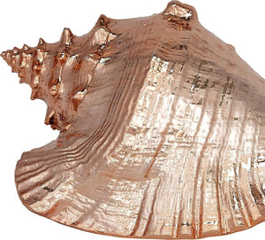 Gilded Glam Large Seashell Sets - Copper - Nautical Luxuries