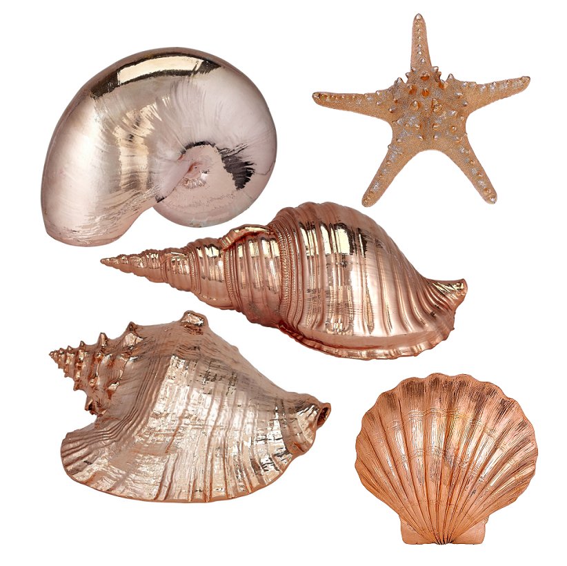 Gilded Glam Large Seashell Sets - Copper - Nautical Luxuries