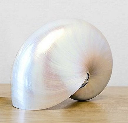 Giant Polished Pearl Nautilus Shell - Nautical Luxuries