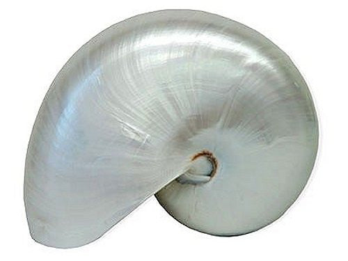 Giant Polished Pearl Nautilus Shell– Nautical Luxuries
